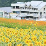 「飛騨ほおのき平スキー場」10万本のひまわりがゲレンデを染める！