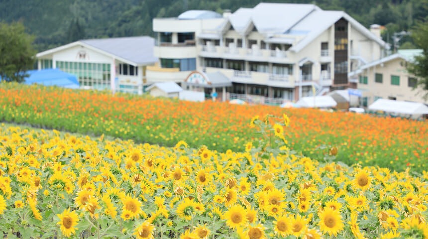 「飛騨ほおのき平スキー場」10万本のひまわりがゲレンデを染める!