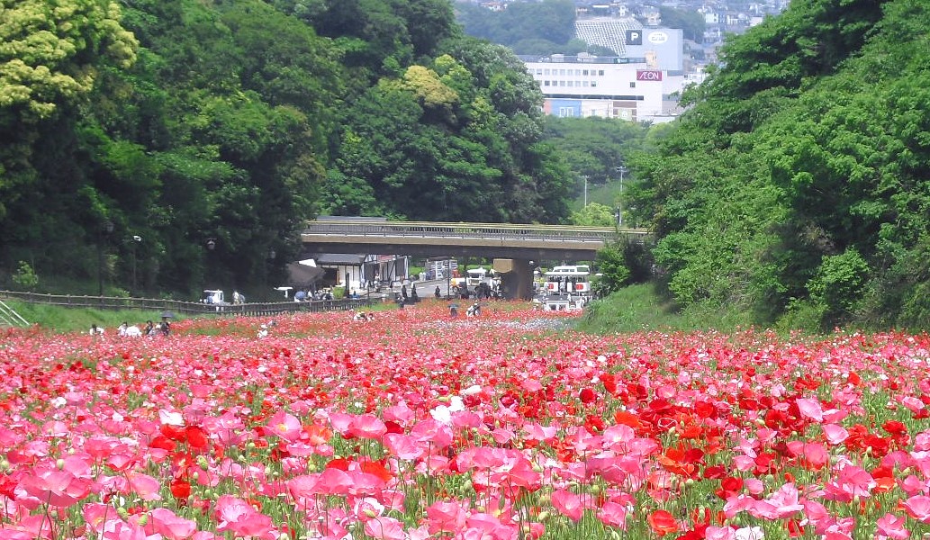 横須賀市、くりはま花の国「コスモスまつり」が 9/20スタート！