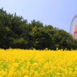 茨城「ひたち海浜公園」でコスモス見頃！鮮やかなレモンイエロー