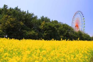 茨城「ひたち海浜公園」でコスモス見頃！鮮やかなレモンイエロー