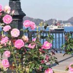 横須賀ヴェルニー公園「秋のローズフェスタ2025」10/18～開催