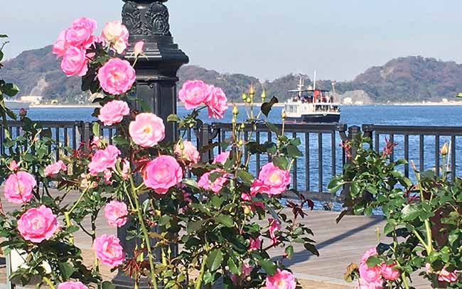 横須賀ヴェルニー公園「秋のローズフェスタ2025」10/18～開催