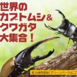 北九州グリーンパーク「世界のカブクワ大集合」無料ふれあい体験！