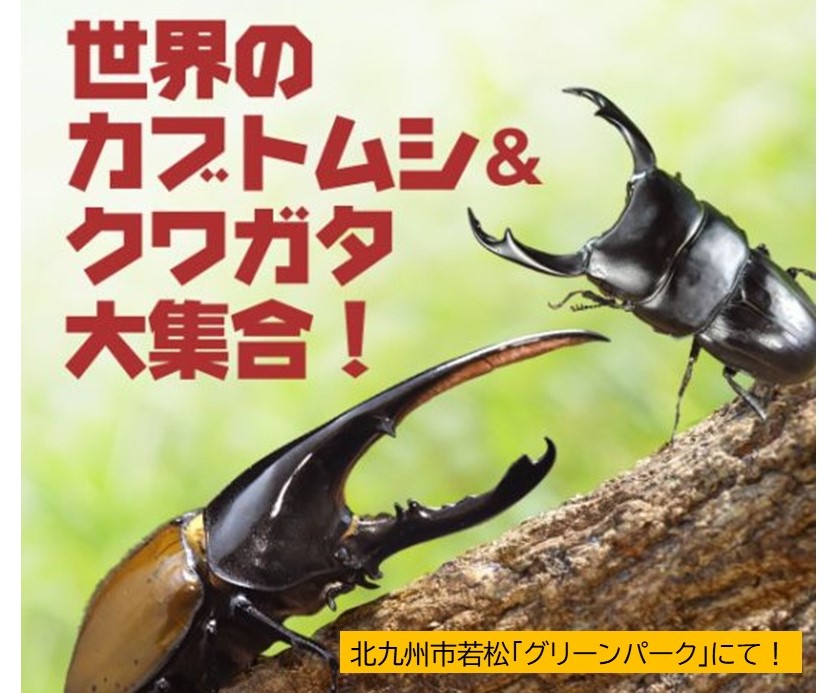 北九州グリーンパーク「世界のカブクワ大集合」無料ふれあい体験!