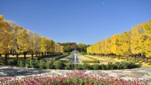 東京「国営昭和記念公園」秋の訪れ 約400万本のコスモスが見頃！