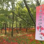 埼玉県「巾着田曼珠沙華公園」500万本のマンジュシャゲが見頃！