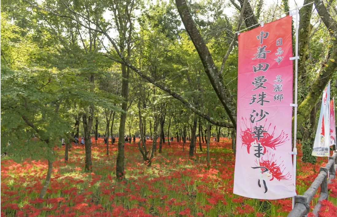埼玉県「巾着田曼珠沙華公園」500万本のマンジュシャゲが見頃!