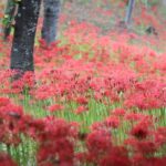 宮城県「船岡城址公園」で秋満開！50万本の彼岸花が見頃！