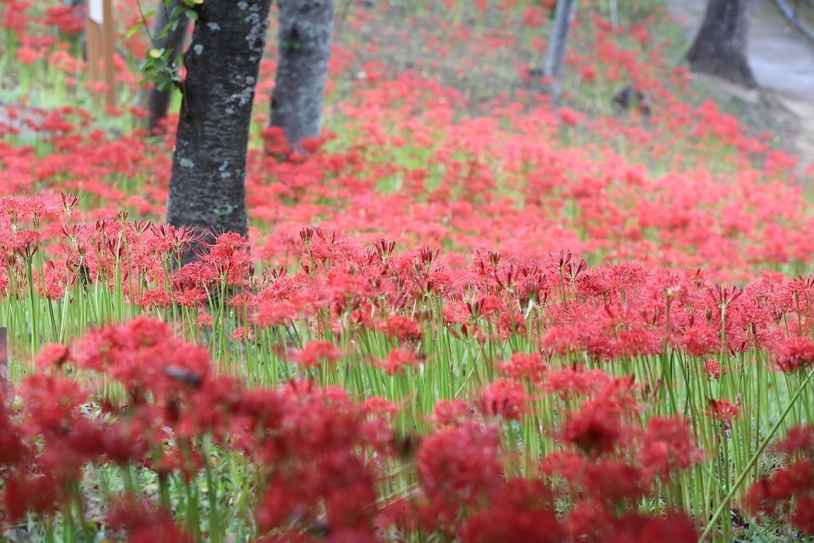 宮城県「船岡城址公園」で秋満開!50万本の彼岸花が見頃!