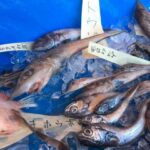 水深日本一「駿河湾」で深海魚漁が解禁!深海魚の聖地に活気!