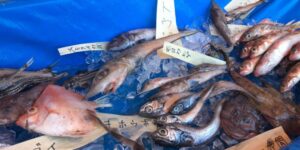 水深日本一「駿河湾」で深海魚漁が解禁!深海魚の聖地に活気!