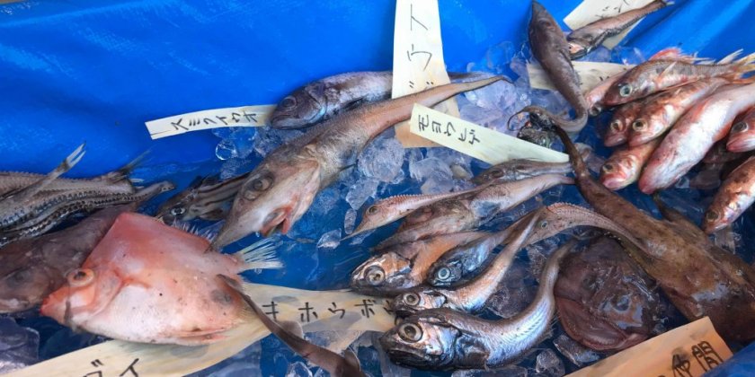 水深日本一「駿河湾」で深海魚漁が解禁！深海魚の聖地に活気！