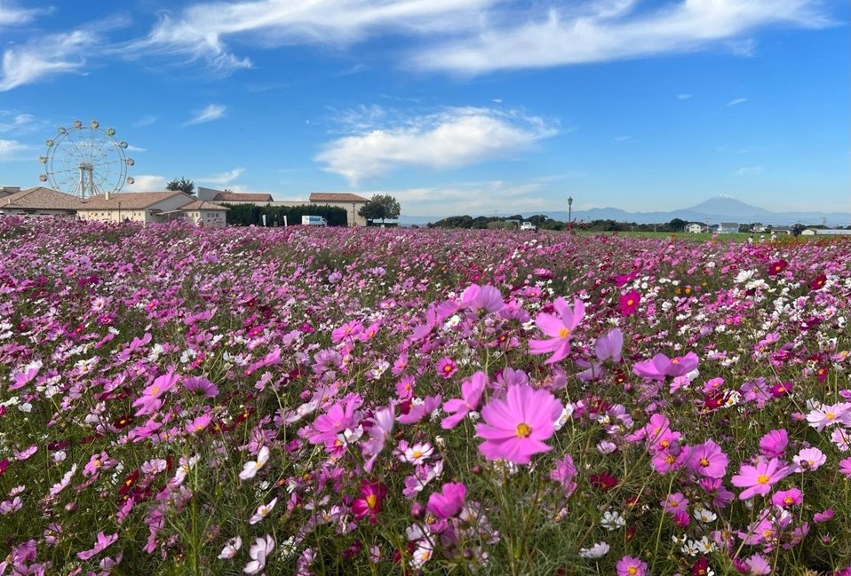 横須賀「ソレイユの丘」で 約50万本の秋コスモスが見頃です!