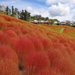 千葉・富津市「マザー牧場」約8千株のコキア、紅葉が見ごろ!