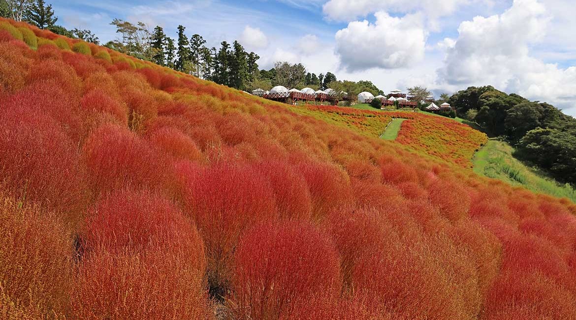 千葉・富津市「マザー牧場」約8千株のコキア、紅葉が見ごろ!