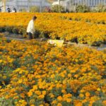 栃木市「とちぎ花センター」で3万株のマリーゴールドが満開!