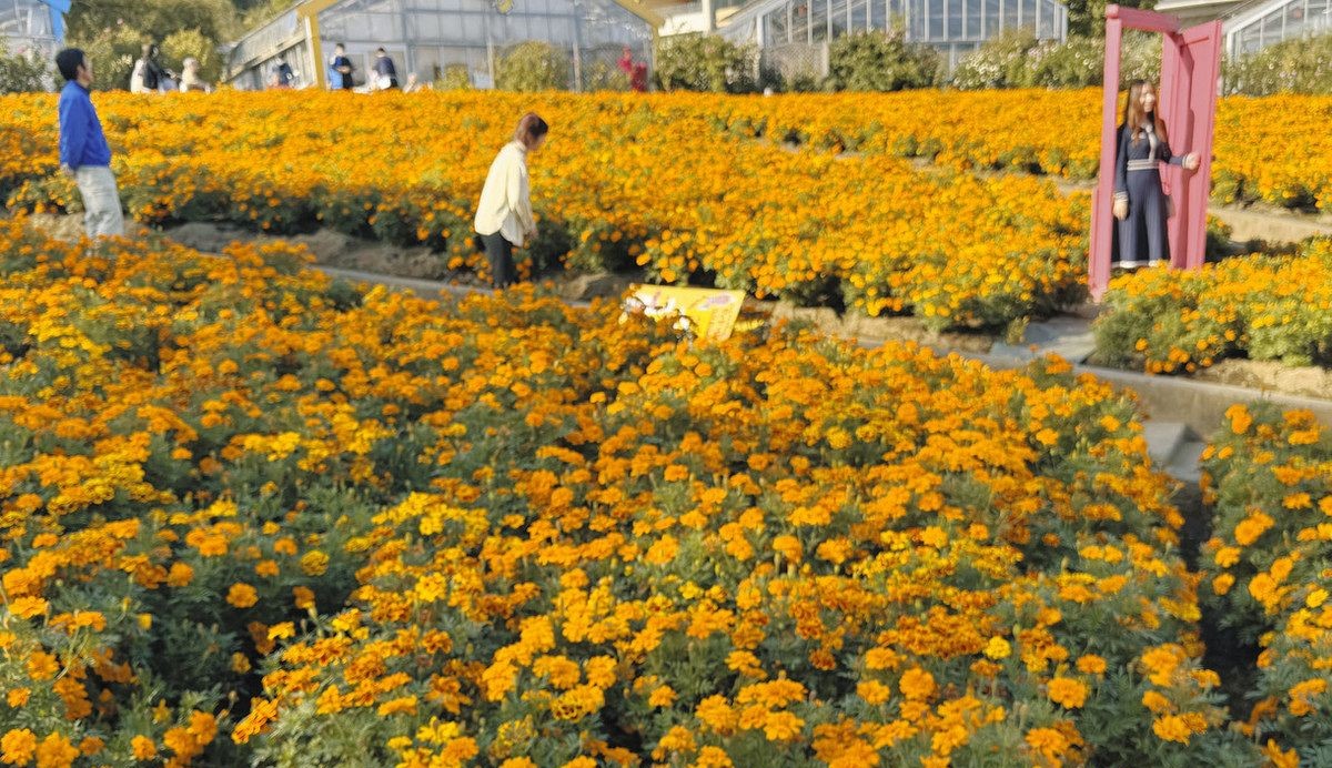 栃木市「とちぎ花センター」で3万株のマリーゴールドが満開!