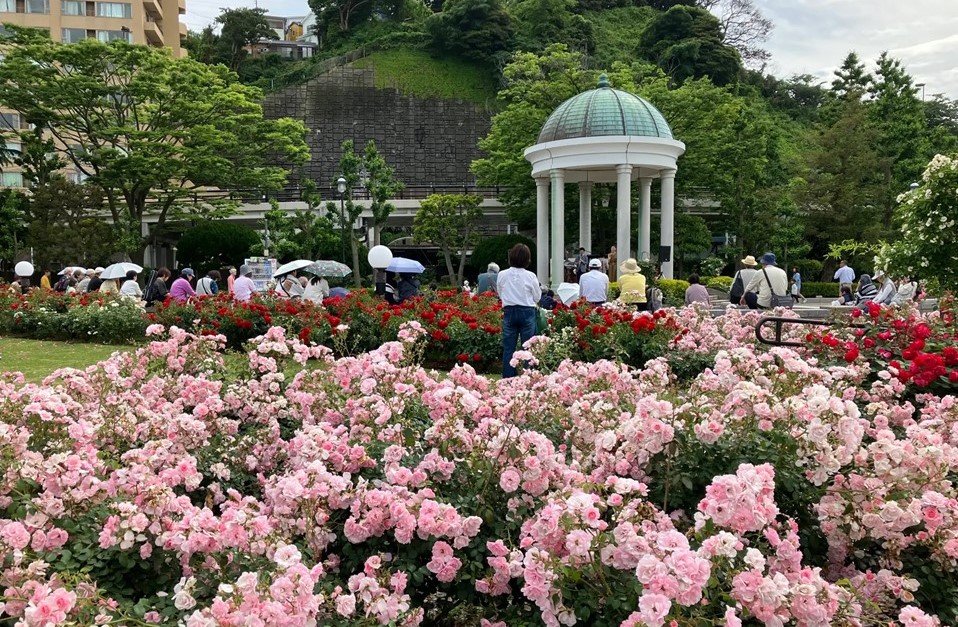 横須賀市ヴェルニー公園「秋のローズフェスタ」10/18~開催!