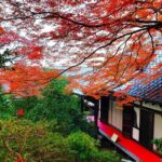 京都「霊鑑寺・秋の特別拝観」開催!通常非公開の箇所を一般開放