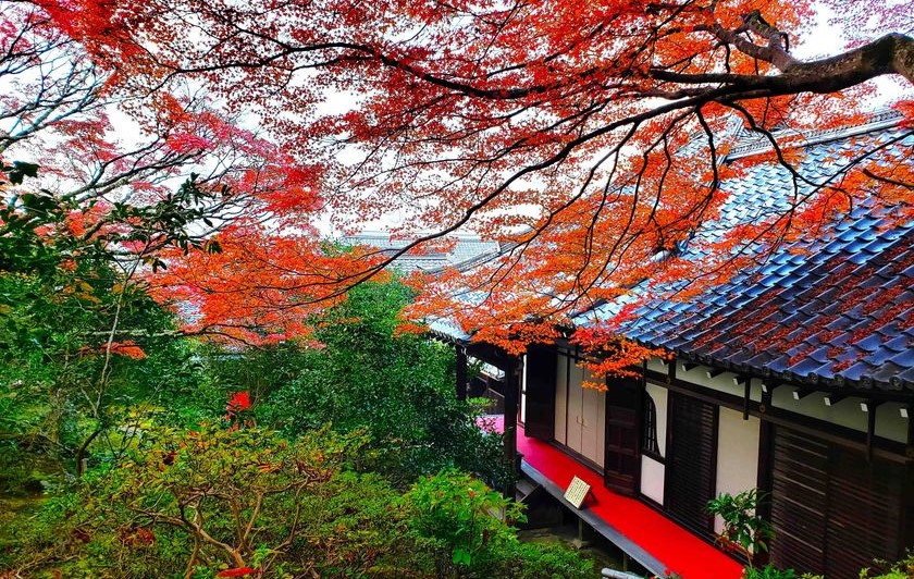 京都「霊鑑寺・秋の特別拝観」開催!通常非公開の箇所を一般開放