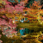 「京都府立植物園」で幻想的な紅葉のライトアップ開催!10/31~