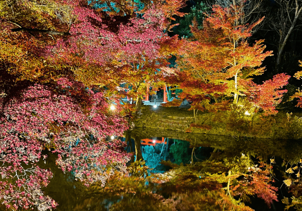 「京都府立植物園」で幻想的な紅葉のライトアップ開催!10/31~