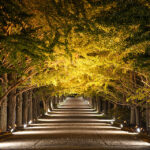 東京都「国営昭和記念公園  秋の夜散歩2025」10/30～開催