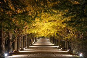 東京都「国営昭和記念公園  秋の夜散歩2025」10/30～開催