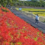 富山県、朝日町の舟川で彼岸花が見ごろ  咲き誇る深紅の絨毯