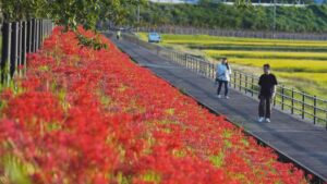 富山県、朝日町の舟川で彼岸花が見ごろ  咲き誇る深紅の絨毯