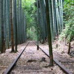 廃線から40年、幻想的な世界が人気の「旧国鉄倉吉線」廃線跡