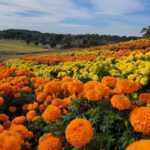 東京ドイツ村、約11万株が咲く絶景！日本一のマリーゴールド畑