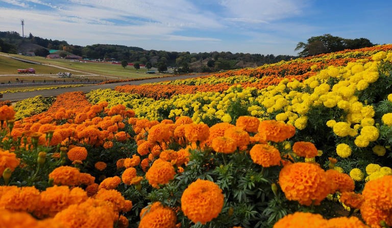 東京ドイツ村、約11万株が咲く絶景!日本一のマリーゴールド畑