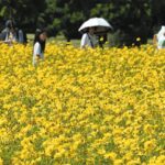 東京都「浜離宮恩賜庭園」4000株のキバナコスモスが満開だ!