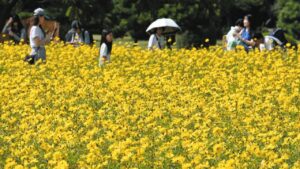 東京都「浜離宮恩賜庭園」4000株のキバナコスモスが満開だ！