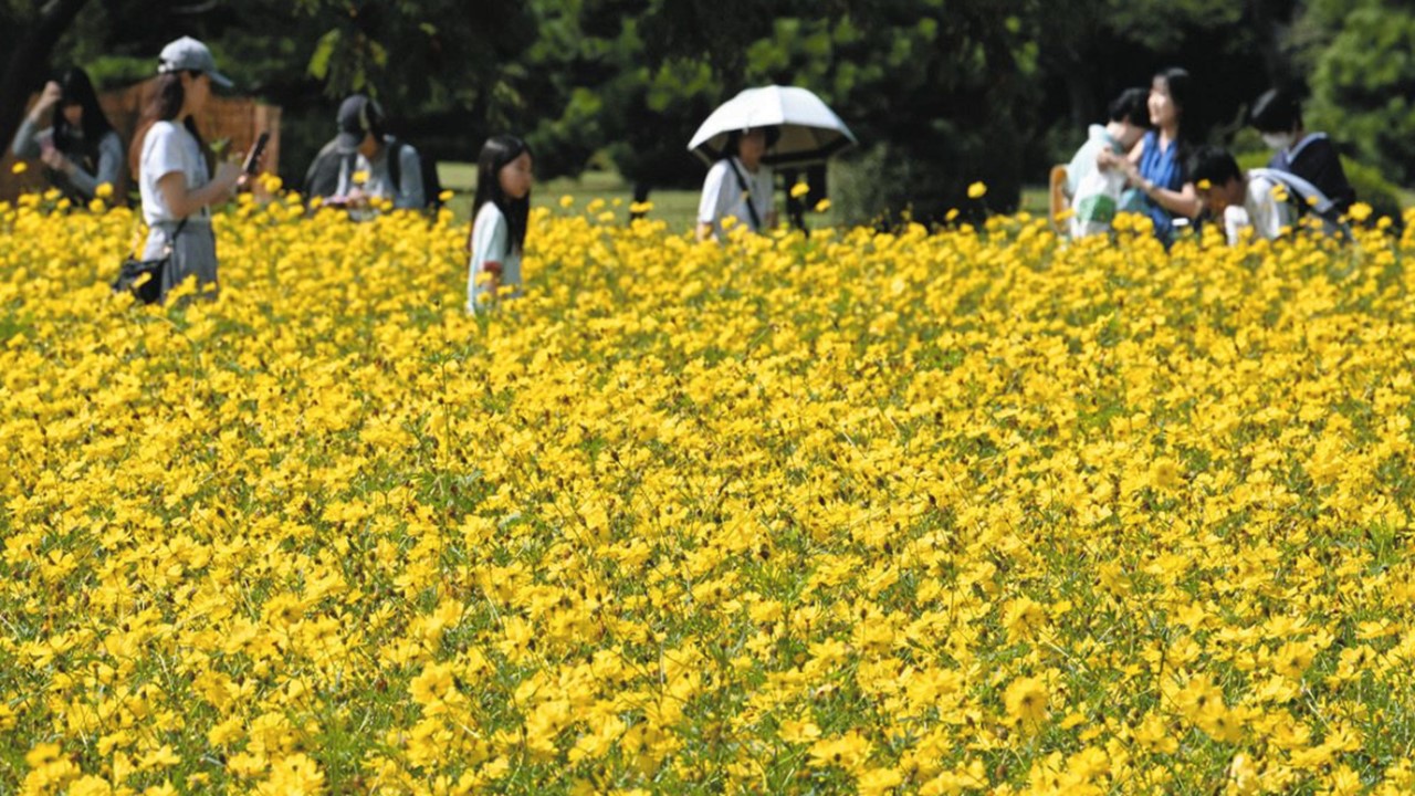 東京都「浜離宮恩賜庭園」4000株のキバナコスモスが満開だ！