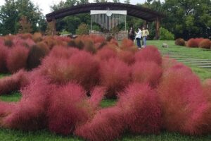 奈良「馬見丘陵公園」赤く色づいたコキアが見頃！10月末ごろまで
