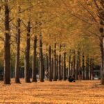 つくば市「科学万博記念公園」のイチョウ並木の黄葉が見頃！