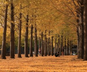 つくば市「科学万博記念公園」のイチョウ並木の黄葉が見頃！