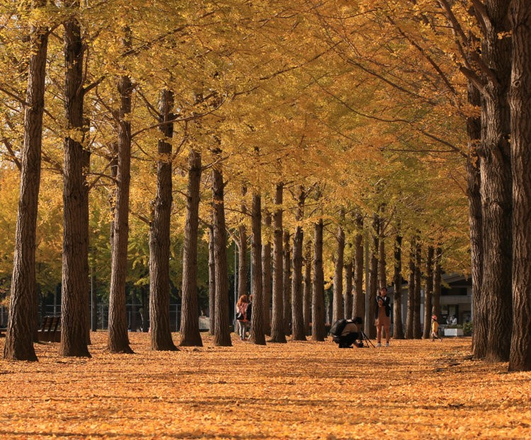 つくば市「科学万博記念公園」のイチョウ並木の黄葉が見頃!