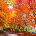 長野県、もみじ湖で1万本の紅葉「もみじのトンネル」が幻想的