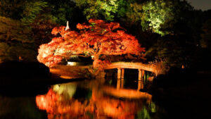 東京・文京区の六義園で、夜間特別開園&紅葉のライトアップ!
