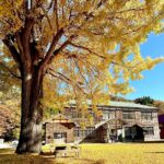 福島・昭和村「喰丸小」の大イチョウの黄葉が見頃を迎えた！