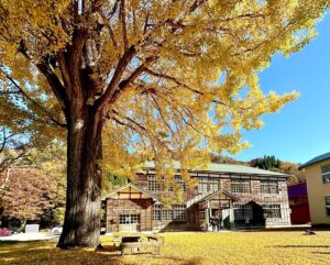 福島・昭和村「喰丸小」の大イチョウの黄葉が見頃を迎えた！