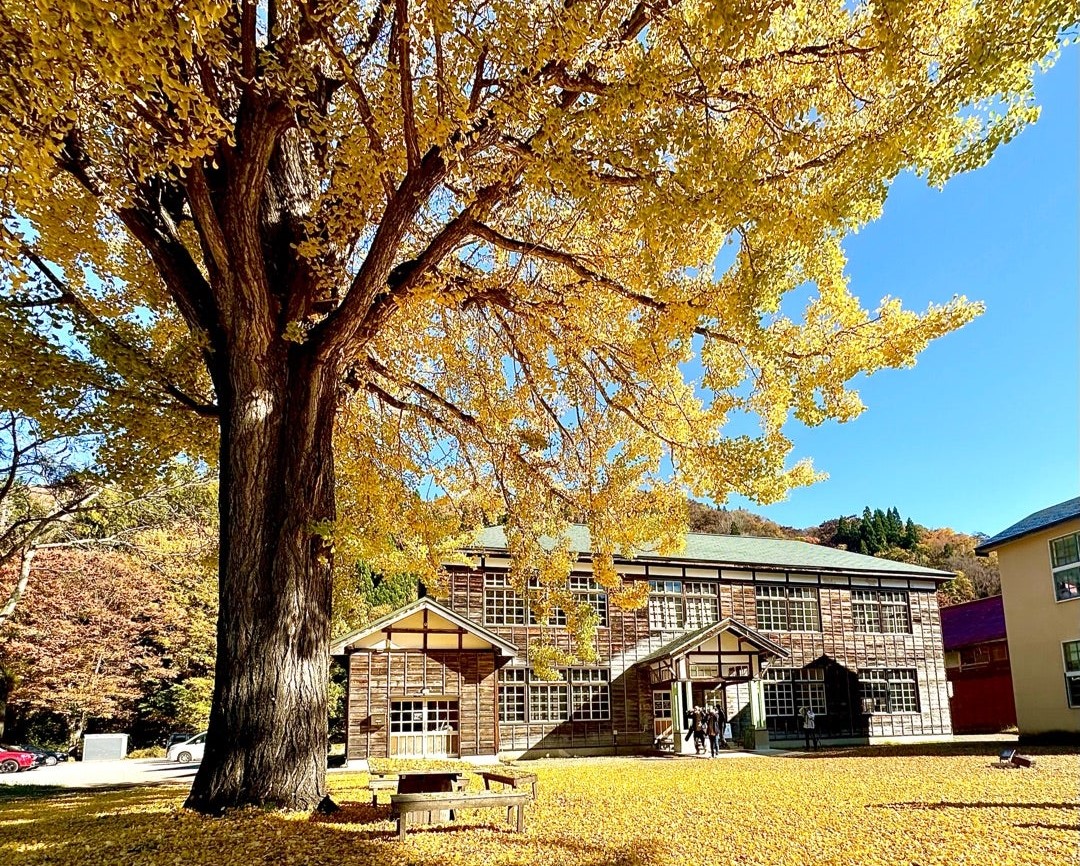 福島・昭和村「喰丸小」の大イチョウの黄葉が見頃を迎えた!