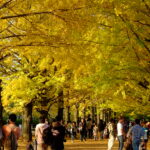 約300ｍイチョウ並木の黄葉や、標高1200mの真紅の紅葉が絶景！