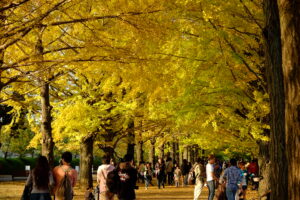 約300ｍイチョウ並木の黄葉や、標高1200mの真紅の紅葉が絶景！
