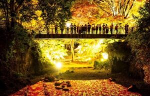 埼玉・寄居「雀宮公園」の紅葉が、幻想的にライトアップ！11/28日～