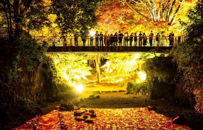 埼玉・寄居「雀宮公園」の紅葉が、幻想的にライトアップ！11/28日～